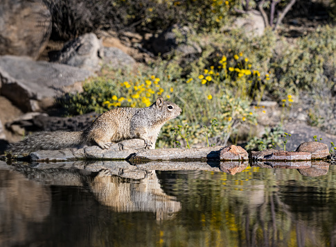 The rock squirrel, Otospermophilus variegatus, is a species of rodent in the family Sciuridae and is native to Mexico and the Southwestern United States, including southern Nevada, Utah, Colorado, Arizona, New Mexico, West Texas, and the panhandle of Oklahoma. Sonoran Desert, Arizona.