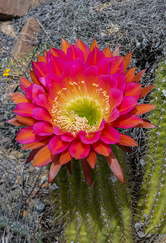 Trichocereus grandiflorus or Echinopsis grandflorus,  hedgehog cactus, sea-urchin cactus or Easter lily cactus growing in the Sonoran Desert, Arizona. Hybrid torch cactus.