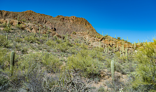 Views of the Sonoran Desert in the area of Tucson Arizona. Showing Saguaro Cactus and many shrubs. Carnegiea gigantea.