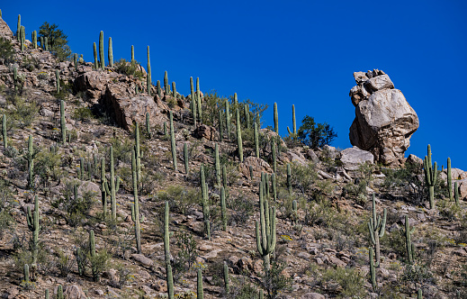 Views of the Sonoran Desert in the area of Tucson Arizona. Showing Saguaro Cactus and many shrubs. Carnegiea gigantea.