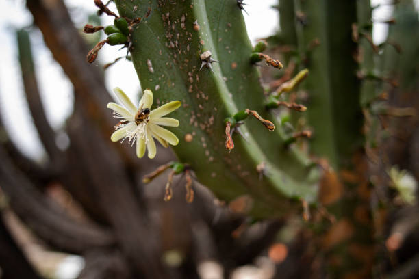 Bee on a flower, cactus flower