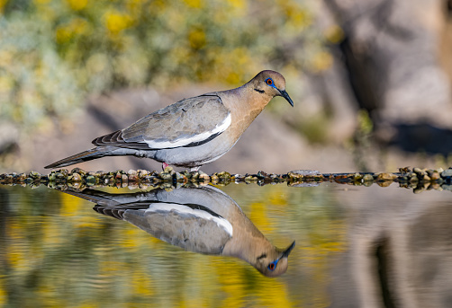 The white-winged dove (Zenaida asiatica) is a dove whose native range extends from the Southwestern United States through Mexico, Central America, and the Caribbean. Sonoran Desert, Arizona. Reflection in water.