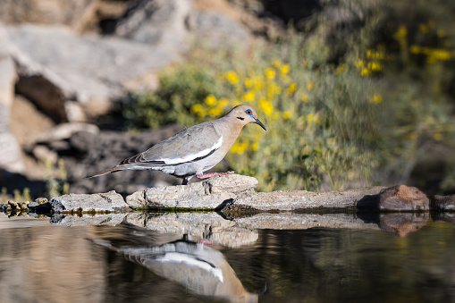 The white-winged dove (Zenaida asiatica) is a dove whose native range extends from the Southwestern United States through Mexico, Central America, and the Caribbean. Sonoran Desert, Arizona. Reflection in water.