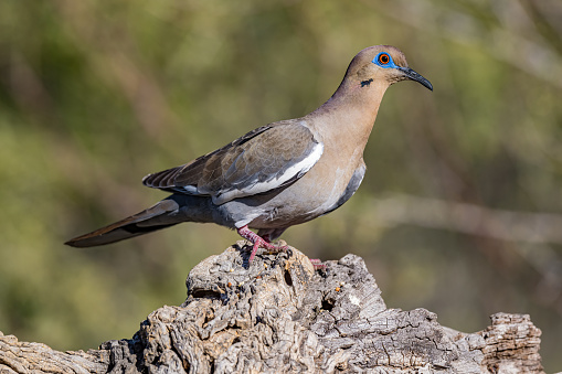 The white-winged dove (Zenaida asiatica) is a dove whose native range extends from the Southwestern United States through Mexico, Central America, and the Caribbean. Sonoran Desert, Arizona. Reflection in water.