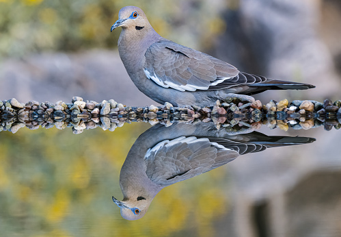 The white-winged dove (Zenaida asiatica) is a dove whose native range extends from the Southwestern United States through Mexico, Central America, and the Caribbean. Sonoran Desert, Arizona. Reflection in water.