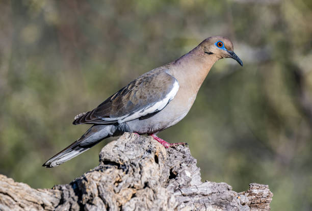 The white-winged dove (Zenaida asiatica) is a dove whose native range extends from the Southwestern United States through Mexico, Central America, and the Caribbean. Sonoran Desert, Arizona. Reflection in water.