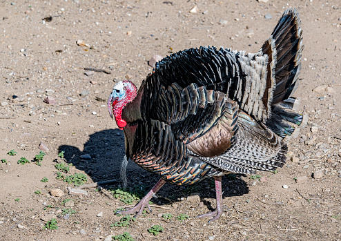 The wild turkey (Meleagris gallopavo) is an upland game bird native to North America, one of two extant species of turkey and the heaviest member of the order Galliformes. Male displaying. Madera Canyon, Arizona. Santa Rita Mountains part of the Coronado National Forest
