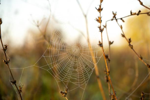 istock Spider web covered with the morning moss on the meadow in the morning. 1485497351