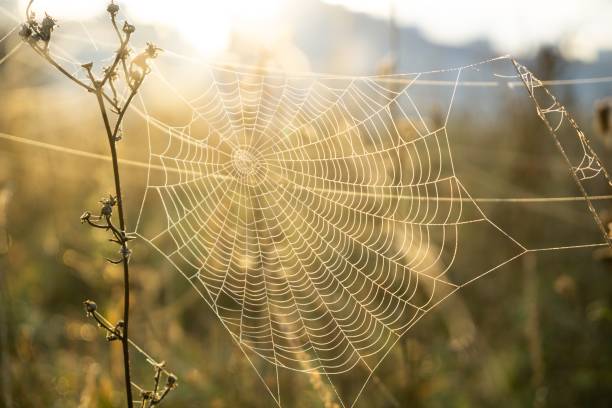 istock Spider web covered with the morning moss on the meadow in the morning. 1485497373