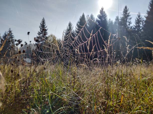 istock Spider web covered with the morning moss on the meadow in the morning. 1485497427