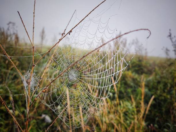 istock Spider web covered with the morning moss on the meadow in the morning. 1485497452