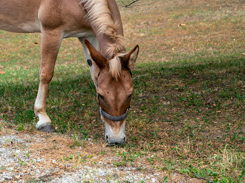 A pretty brownish tan mule grazes on grass contently in a Missouri back yard. Bokeh.