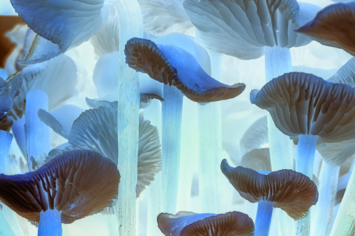 Close-up of unusual blue brown mushrooms, color inversion. Macro abstract background