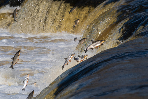 Fishes go for spawning upstream. Vimba jumps over waterfall on the Venta river, Kuldiga, Latvia.