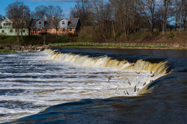 istock Fishes go for spawning upstream. Vimba jumps over waterfall on the Venta river, Kuldiga, Latvia. 1485501435