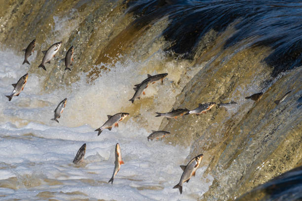 istock Fishes go for spawning upstream. Vimba jumps over waterfall on the Venta river, Kuldiga, Latvia. 1485501498
