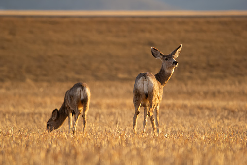 Mule deers in the agricultural field with wheat stubles in early spring morning.