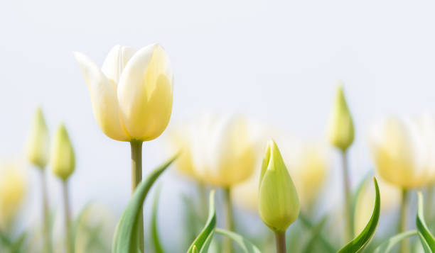 White Tulips ( Tulipa ) A field of white tulips (Tulipa), low-angle macro in creamy soft-pastel colours, high-key, copy space, negative space, white tulips stock pictures, royalty-free photos & images