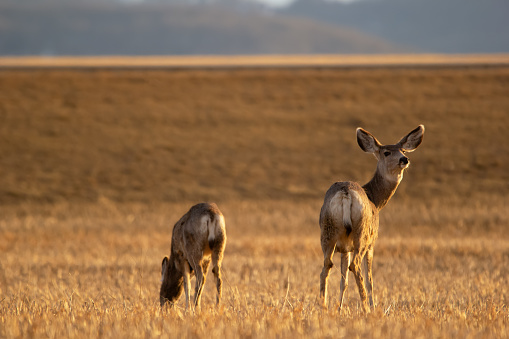 Mule deers in the agricultural field with wheat stubles in early spring morning.