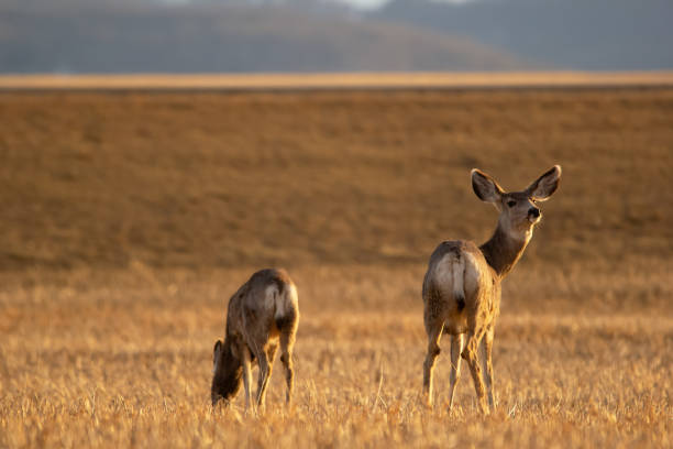 jelenie stoją na polu z poślizgami wczesną wiosną. - mule deer zdjęcia i obrazy z banku zdjęć