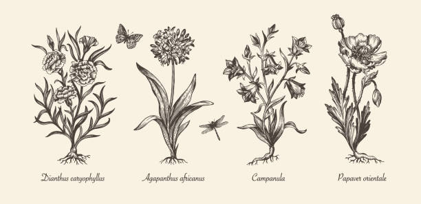 ilustrações, clipart, desenhos animados e ícones de ilustração botânica vitoriana. conjunto monocromático de flores. estilo vintage gravado. papoula, campanula, agapanthus e cravo. design isolado do vetor em um fundo branco. - campanula flower design ornamental garden