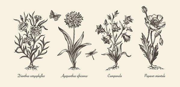 Botanical victorian illustration. Flower monochrome set. Engraved vintage style. Poppy, campanula, agapanthus and carnation. Vector isolated design on a white background.