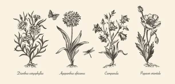 Vector illustration of Botanical victorian illustration. Flower monochrome set. Engraved vintage style. Poppy, campanula, agapanthus and carnation. Vector isolated design on a white background.
