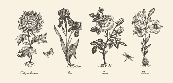 Botanical victorian illustration. Flower monochrome set. Engraved vintage style. Chrysanthemum, iris, lily and rose. Vector isolated design on a white background.