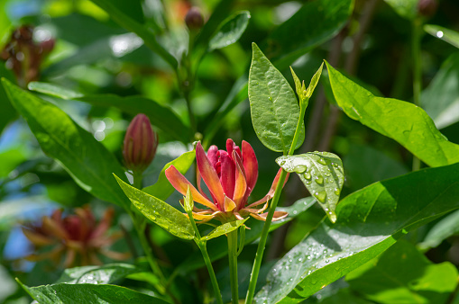 Calycanthus occidentalis sweetshrub flowering plant, dark red spice bush in bloom in sunlight, green leaves