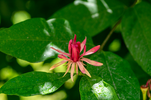 Calycanthus occidentalis sweetshrub flowering plant, dark red spice bush in bloom in sunlight, green leaves