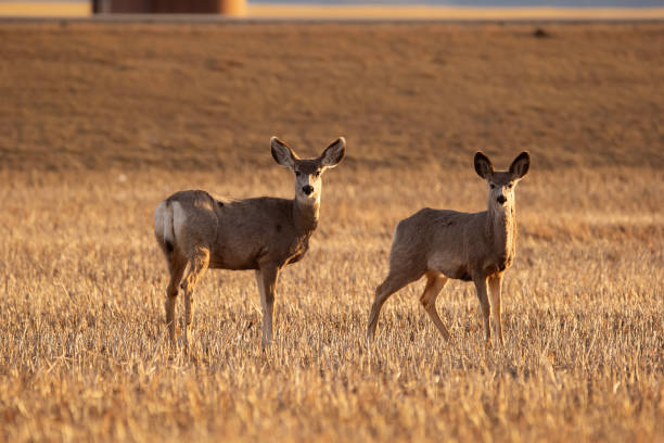 istock Mule deers are standing in the field with stubles in early spring. 1485503893