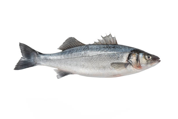 istock dicentrarchus labrax isolated on white background 1485506053