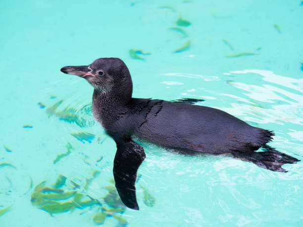 istock penguin swims in the water 1485506291
