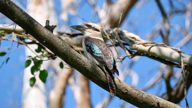 istock Spangled kookaburra bird perched on a branch 1485506297