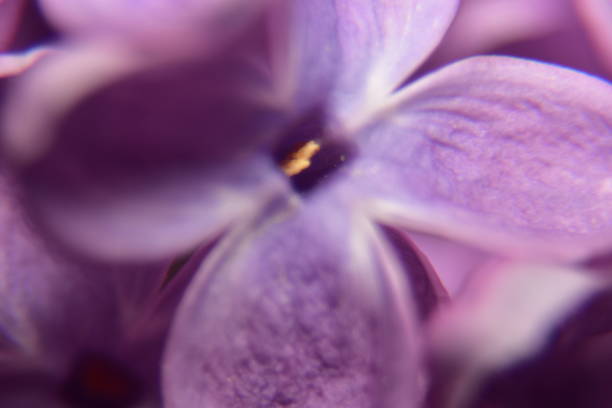 istock close up of purple flower 1485506558