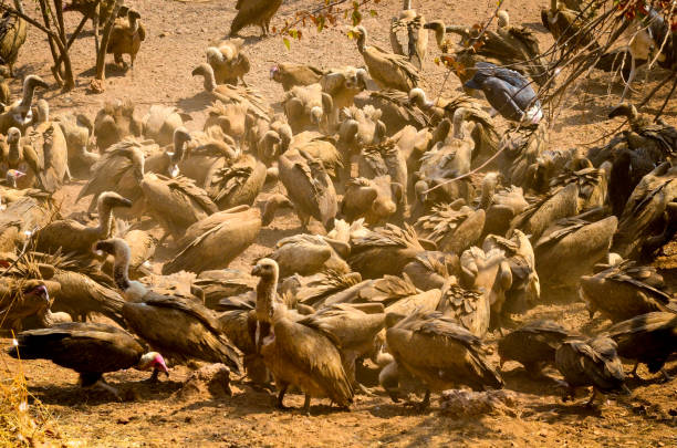 Vultures and marabou storks scavenge on a carcass stock photo