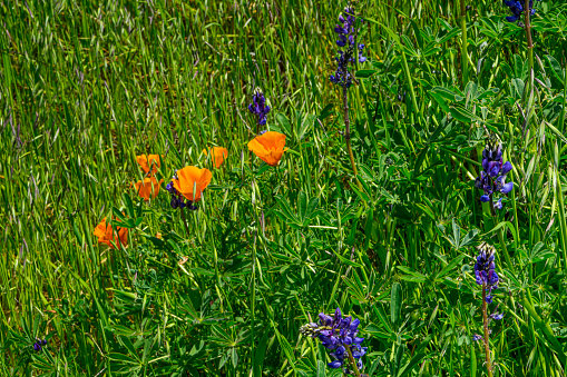 Close-up of Blooming California Poppy and Lupine wildflowers growing on the side of Mount Diablo.\n\nTaken at Mount Diablo, California, USA