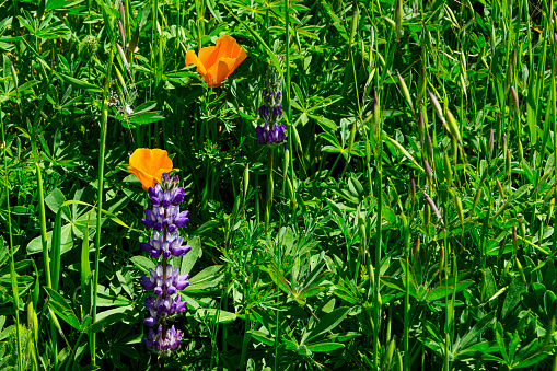 Colorful variety of wild mountain flowers and herbs in bloom.