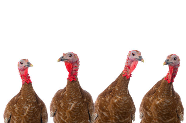 istock portraits of turkeys brown isolated on white 1485510137