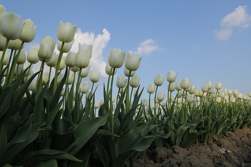 low angle view at a long row white tulips with green stems in a bulb field in the countryside in the netherlands in springtime and a blue sky