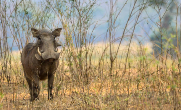 Lone warthog peers through the grass stock photo