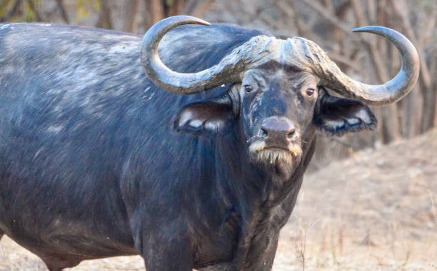 Male Cape Buffalo, Staring Match stock photo