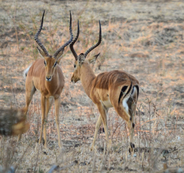 Sizing each other up: Impalas stock photo