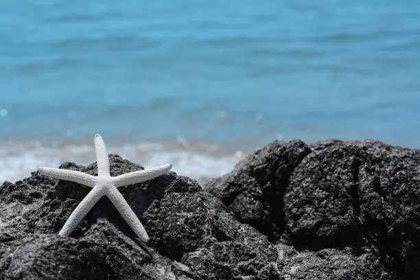 Beautiful starfish on black stone near sea, space for text