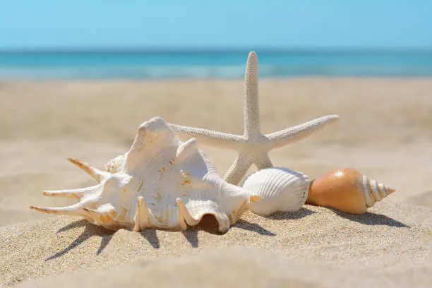 Beautiful starfish and sea shells on sandy beach