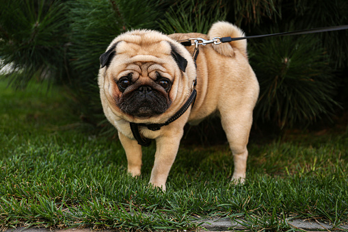 Cute pug with leash on green lawn outdoors, closeup. Dog walking