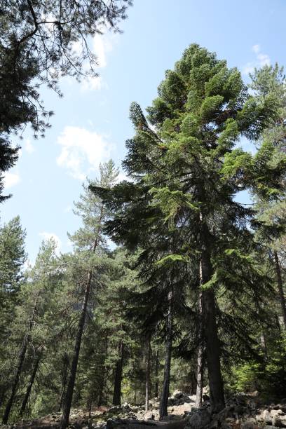 istock Beautiful conifer trees growing in mountain forest 1485512487