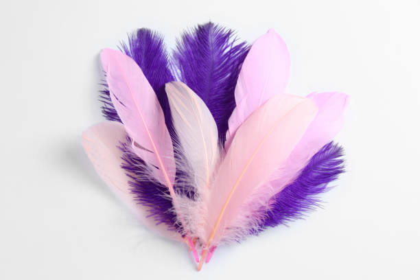 istock Beautiful purple and light pink feathers on white background 1485512707