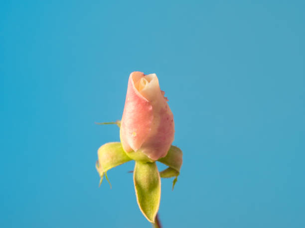 Photo of white rose flower blooming on blue background. A rose is a woody perennial flowering plant of the genus Rosa, in the family Rosaceae, or the flower it bears. There are over three hundred species and tens of thousands of cultivars. They form a group of plants that can be erect shrubs, climbing, or trailing, with stems that are often armed with sharp prickles. Their flowers vary in size and shape and are usually large and showy, in colours ranging from white through yellows and reds. Most species are native to Asia, with smaller numbers native to Europe, North America, and northwestern Africa. Species, cultivars and hybrids are all widely grown for their beauty and often are fragrant. Roses have acquired cultural significance in many societies. Rose plants range in size from compact, miniature roses, to climbers that can reach seven meters in height.
