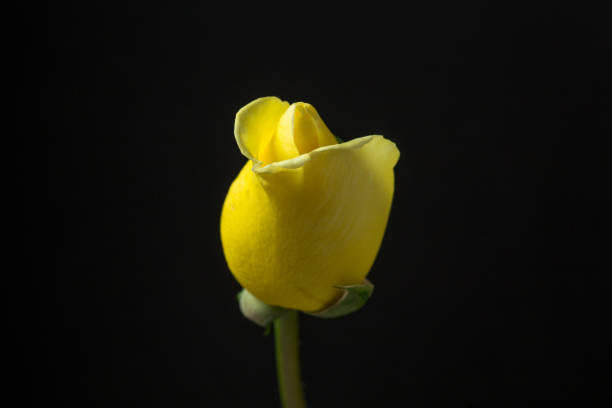 istock Yellow rose flower blooming on black background. 1485512816